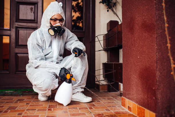 Attic and Crawl Space Rodent Treatment in Knoxville