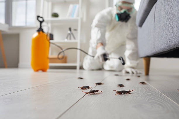 Commercial Rodent Management in Knoxville